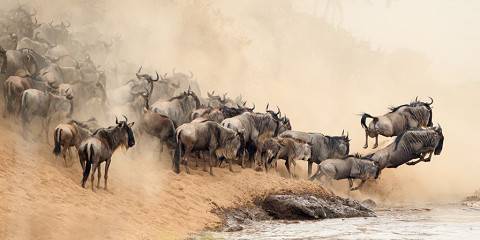 Tourism Business Resilience